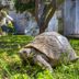 La Maliosa D' Arienzo in Positano: a tortoise walking across a sunny grassy garden