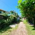 Cabinas Tortuguero Natural in Tortuguero, tropical garden path beside cabanas under a sunny sky