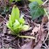 Pension Wave Inn in Itō: a close-up of a bright green plant sprouting among dry leaves and soil.