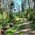 Älgbergets Bed & Breakfast in Stenungsund, forest path beside tall trees and greenery