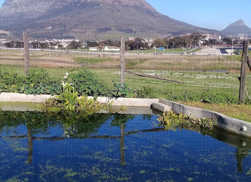 Lighthouse Farm Backpackers Lodge in Cape Town with mountain views and a reflective pond