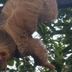 Hotel El Paraiso Escondido, Jacó: sloth hanging from a tree branch amid dense green foliage