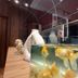 AG Hotel Abu Dhabi fish tank with goldfish beside a wood counter in the lobby