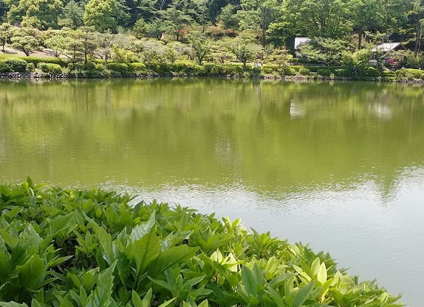 Toyoko Inn Tokyo Machida eki Odakyu sen Higashi guchi near Machida with tranquil lake and lush greenery