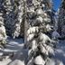 Snow-covered pine trees at Hotel Maribel in Madonna di Campiglio