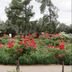 Kapunda Tourist Park in Tanunda with landscaped garden, red flowers, palms and tall trees