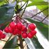 Pension Wave Inn, Itō: close-up of red berries hanging among glossy green leaves
