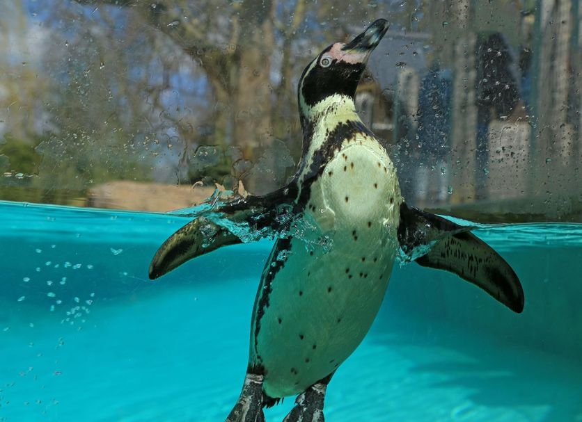 Keystone House London image of a penguin swimming underwater in a clear blue pool