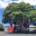Landmark Manor Motel in New Plymouth with a large leafy tree in front of the property