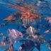 Las Terrazas Resort in San Pedro Town: snorkeling scene with colorful tropical fish underwater
