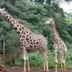 Guests feed giraffes at Boma Inn Nairobi in Nairobi near a wildlife enclosure