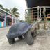 La Peregrina Galapagos B&B in Puerto Ayora with giant tortoise sculpture by the entrance