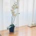 Novella Italy Florence hotel room desk by window with orchid plant and tea cups