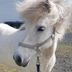 Hagi 1 Guesthouse in Husavik with a white horse standing beside the building