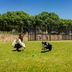 TownePlace Suites by Marriott Dallas Lewisville dog park with guest playing fetch on green lawn