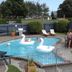 Raceway Motel Whanganui outdoor pool with swan floaties and lounge chairs
