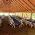 Hotel Marbella Playa Larga in Ixtapa: open-air dining hall with long banquet tables and white chairs