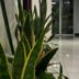 Hotel Casa Lamay in Bogotá hallway with potted snake plants and glossy tile flooring