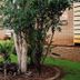 Boksburg Boutique Hotel in Boksburg, landscaped courtyard with tree, shrubs and brick building exterior.
