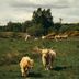 The Gleneagles Hotel in Auchterarder with Highland cattle grazing on a grassy field