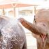 Emirates Park Resort Abu Dhabi elephant spraying water on another elephant at the resort