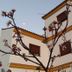 Hostal Rural La Plata Parking Incluido in Arcos de la Frontera, white building with flowering tree