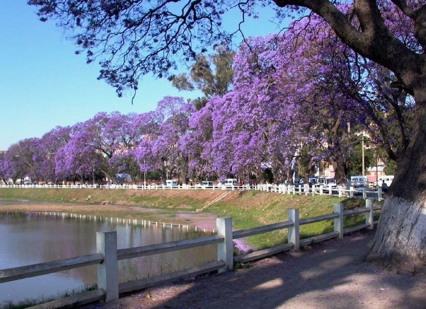 Tana-Jacaranda in Antananarivo with jacaranda trees along a lakeside walkway