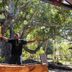 Coconut Beach Resort in Tavewa Island with a guest standing under a large tropical tree