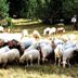 Sheep grazing in a meadow near Hostal la Font, Os de Civís