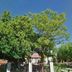 Oak Rest Guesthouse in Kimberley, leafy garden with large trees and fence under a blue sky