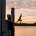 Bay of Many Coves in Picton: silhouetted person jumping into the bay at sunset