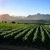 Asara Wine Estate & Hotel in Stellenbosch with vineyard rows, lake, and mountain views