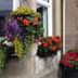 Rosebank Guest House in Perth with colorful hanging flower baskets and window boxes outside the stone facade