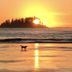 Cobble Wood and Bird Sanctuary Guest Houses in Tofino with sunset beach, walker, dog, and island silhouette