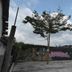 Agung Inn Yogyakarta courtyard with a tree, parked cars, and cloudy sky