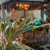 Hotel Les Bougainvilliers in Saint-Paul: tropical garden patio with lounge chairs and a thatched bar