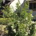 Posada del Angel in San Carlos de Bariloche with a garden and flowering shrubs outside the hotel