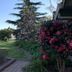 Kingswood Motel in Tocumwal with landscaped garden, flowering shrubs and a paved walkway