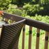 B. F. Hiestand House Bed and Breakfast patio table with drinks and fruit overlooking greenery in Marietta