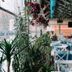 Sor Hotel Eskisehir dining area with white chairs, tables, and lush hanging plants in Eskişehir