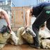 Ard na Breatha in Donegal, men shearing sheep outdoors beside a barn