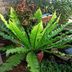 Tonkong Guesthouse & Restaurant in Chiang Khan with a lush potted fern beside a small pond