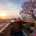 Casa Schuck Boutique Hotel in San Miguel de Allende rooftop terrace with sunset view and blooming bougainvillea