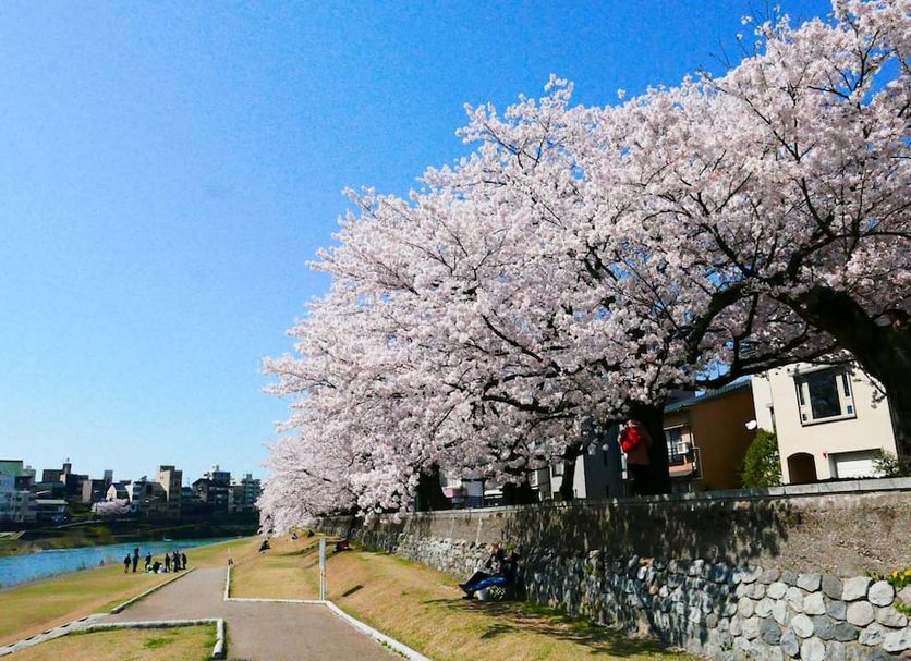 K's House Kanazawa - Travelers Hostel by riverside cherry blossoms in Kanazawa