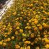 Agriturismo Vivinatura in Gallipoli with a large bed of yellow flowers