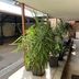 Crown Accommodation Bendigo Cbd corridor with potted plants and covered outdoor walkway in Bendigo