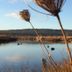 Idlewilde Town & Country Motor Inn in Pambula with a tranquil lake and reed-covered shoreline view