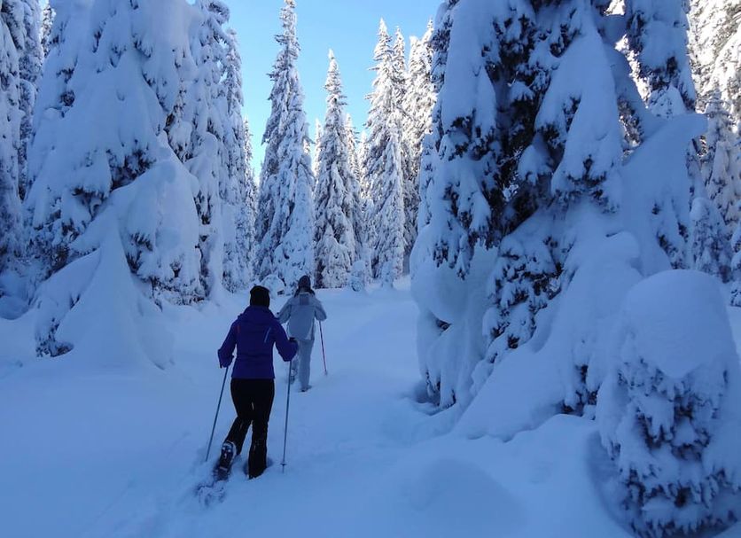Apartments Lores in Selva di Val Gardena with guests cross-country skiing through snowy pine forest