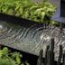 Ignacia Guest House, Mexico City: reflective black water feature surrounded by lush green ferns