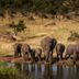 Four Seasons Safari Lodge Serengeti in Kilimafedha overlooking elephants at a waterhole in the Serengeti